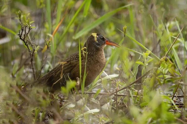 Virginia Rail Brodící Pták Hledající Potravu Mělkých Zarostlých Vodách Bažin — Stock fotografie