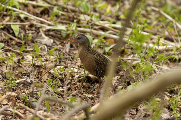 バージニア鉄道 湿地や葦の浅い成長した水の中で食べ物を探して鳥を歩く — ストック写真