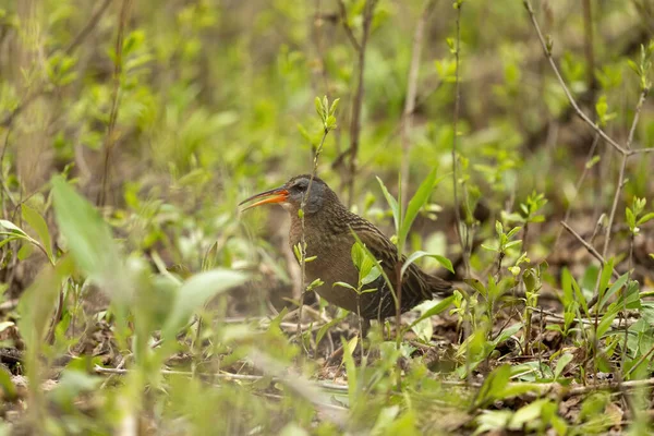 Virginia Watvogel Auf Nahrungssuche Den Flachen Gewässern Aus Sümpfen Und — Stockfoto