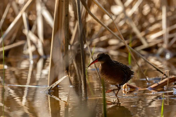 弗吉尼亚铁路 Rallus Limicola 沼泽中的小水鸟 威斯康星州保护区的自然景观 — 图库照片