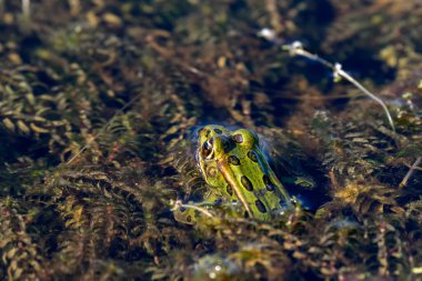 The northern leopard frog, American native animal. Frog in the water. clipart