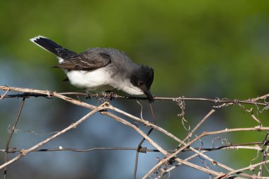  Doğu Kralkuşu, Kuzey Amerika 'da yaşayan büyük bir zorba sinekkapan.. 