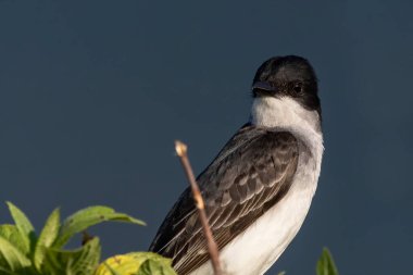  Doğu Kralkuşu, Kuzey Amerika 'da yaşayan büyük bir zorba sinekkapan.. 