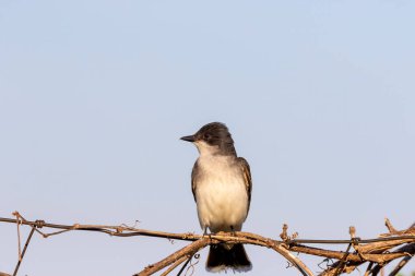  Doğu Kralkuşu, Kuzey Amerika 'da yaşayan büyük bir zorba sinekkapan.. 