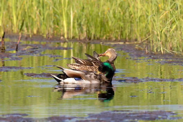 Σκύψε Mallard Πάπια Στο Ποτάμι Φυσική Σκηνή Από Ουισκόνσιν — Φωτογραφία Αρχείου