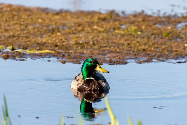 Σκύψε Mallard Πάπια Στο Ποτάμι Φυσική Σκηνή Από Ουισκόνσιν — Φωτογραφία Αρχείου