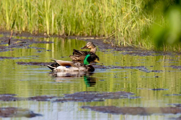 Σκύψε Mallard Πάπια Στο Ποτάμι Φυσική Σκηνή Από Ουισκόνσιν — Φωτογραφία Αρχείου