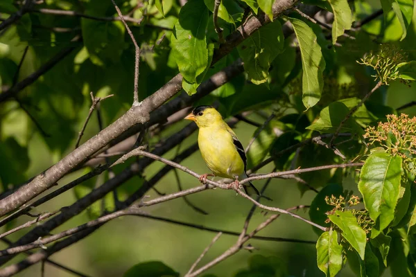Den Amerikanska Guldfinken Sitter Ett Staket Naturscen Från Wisconsin Naturskyddsområde — Stockfoto