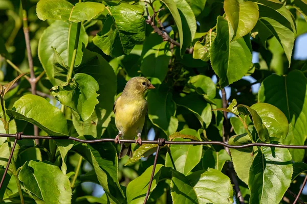 Vogel Hausfinken Garten Natürliche Szene Aus Dem Naturschutzgebiet Wisconsin — Stockfoto