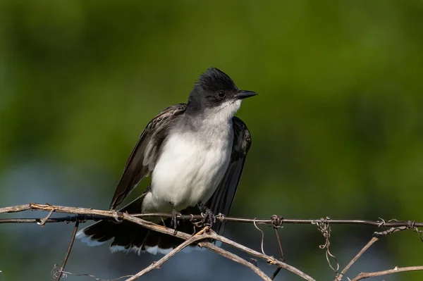 물총새 Eastern Kingbird 북아메리카에 서식하는 딱새이다 — 스톡 사진