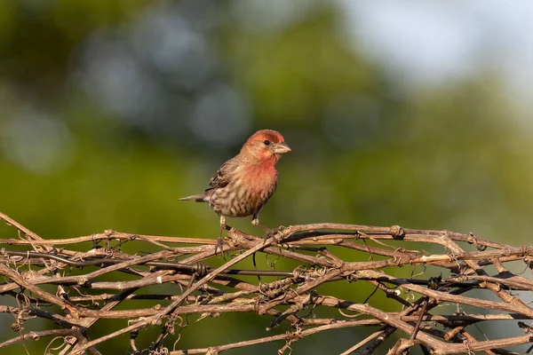 Oiseau Maison Finch Dans Jardin Scène Naturelle Aire Conservation Wisconsin — Photo