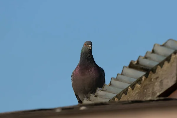 Woedende Duiven Worden Stadsduiven Stadsduiven Straatduiven Genoemd Vogel Die Teruggekeerd — Stockfoto