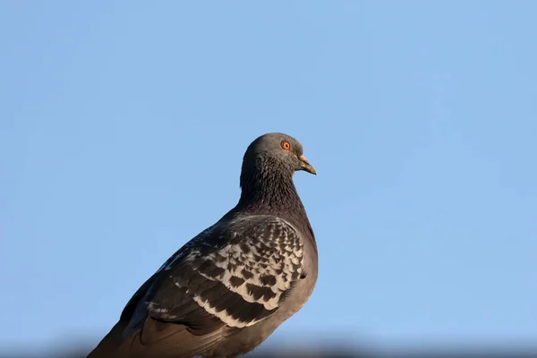 비둘기는 비둘기 비둘기 비둘기라고 불렸습니다 야생으로 돌아간 — 스톡 사진