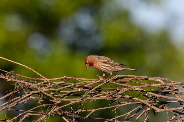 Ptak Dom Finch Ogrodzie Scena Przyrodnicza Obszaru Ochrony Wisconsin — Zdjęcie stockowe