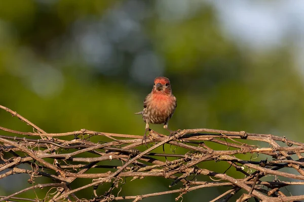 Bird. House Finch in the garden. Natural scene from Wisconsin conservation area.