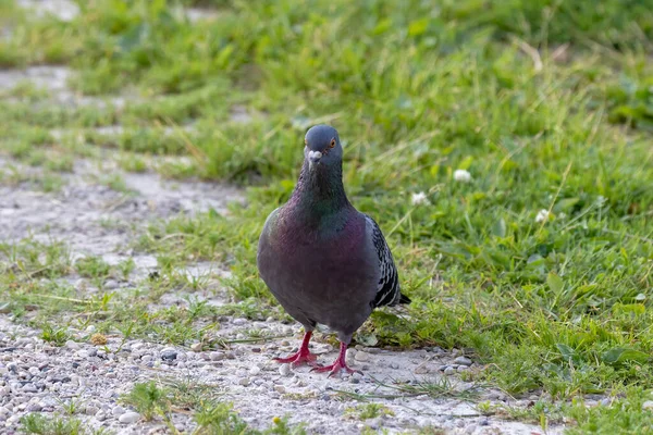 Wilde Tauben Werden Stadttauben Stadttauben Oder Straßentauben Genannt Der Vogel — Stockfoto