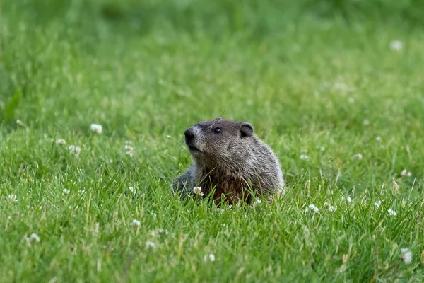 Den Murmeldjur Även Känd Som Skogshuggare Bevarandeområdet Wisconsin — Stockfoto