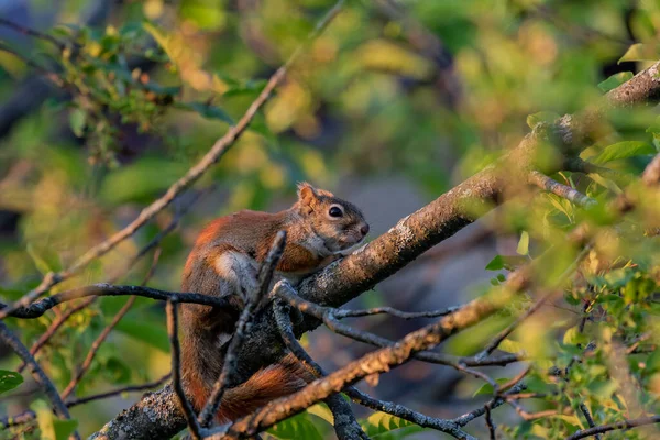 Petit Écureuil Roux Amérique Femelle Sur Parc — Photo