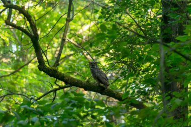 Dişi Büyük Boynuzlu Baykuş eyalet ormanlarında avlanıyor. Wisconsin 'den doğal bir manzara..