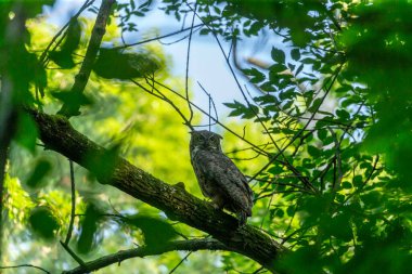Dişi Büyük Boynuzlu Baykuş eyalet ormanlarında avlanıyor. Wisconsin 'den doğal bir manzara..