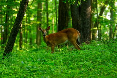 Geyik. Beyaz kuyruklu geyik, arka çayır