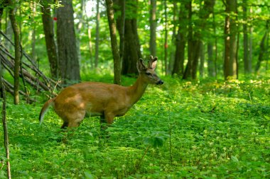 Kadifede büyüyen boynuzları olan genç beyaz kuyruklu geyik. Wisconsin Eyalet Parkı 'ndan doğal manzara