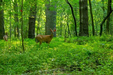 Kadifede büyüyen boynuzları olan genç beyaz kuyruklu geyik. Wisconsin Eyalet Parkı 'ndan doğal manzara