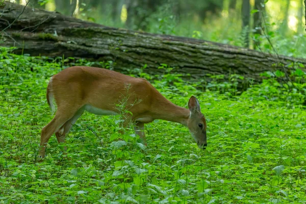 Herten Witstaartherten Achterop Weide — Stockfoto