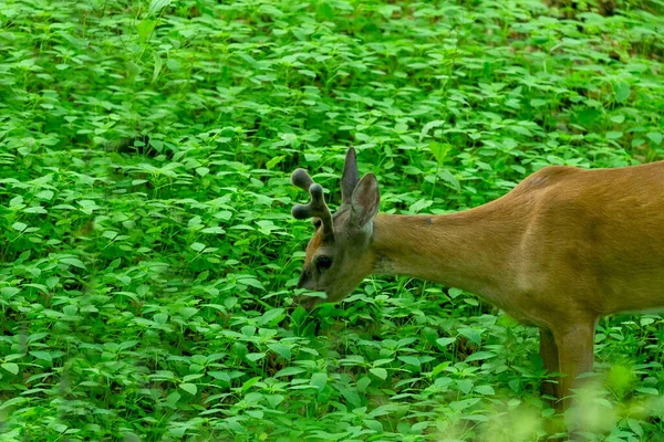 ベルベットの中で成長している枝角を持つ若い白い尾の鹿 ウィスコンシン州立公園からの自然景観 — ストック写真