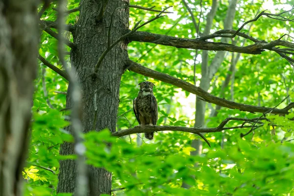 州の森の中で狩りに雌の大角フクロウ ウィスコンシン州からの自然シーン — ストック写真