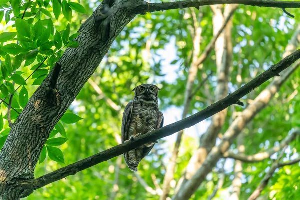 州の森の中で狩りに雌の大角フクロウ ウィスコンシン州からの自然シーン — ストック写真