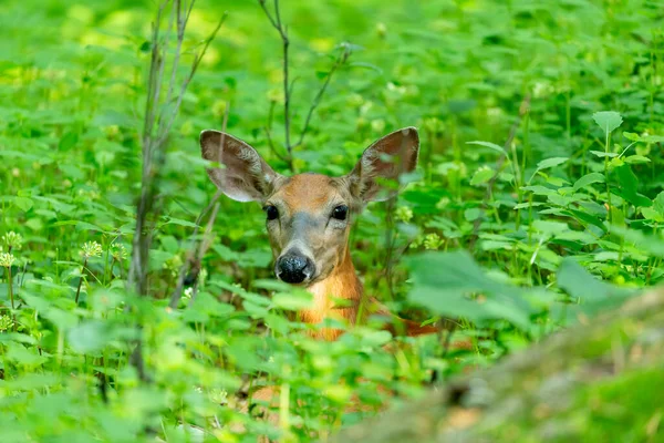 Hirsch Weißschwanzhirsche Hirsche Auf Der Weide — Stockfoto