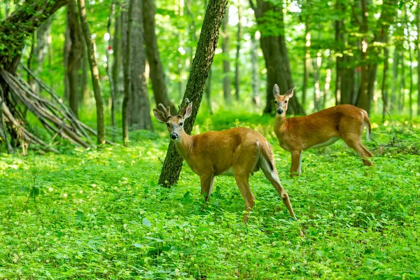 Młody Biały Jeleń Rogami Rosnącymi Aksamicie Naturalna Scena Parku Stanowego — Zdjęcie stockowe