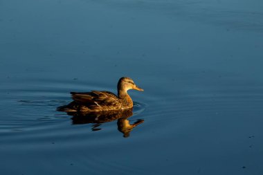 Mallard Duck. Yaşlı ördek yavrusu gölde.