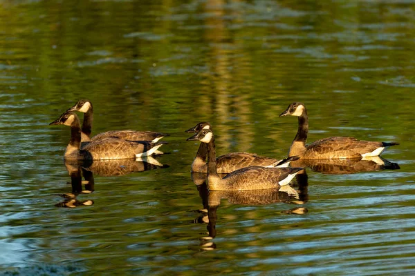 Canadian Geese Lake Natural Scene Wisconsin — Stock Photo, Image