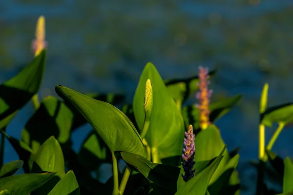 Flor Hierba Pickerel Pontederia Cordata — Foto de Stock