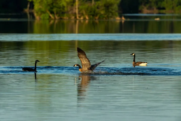 Kanadische Gänse Auf Dem See Natürliche Szene Aus Wisconsin — Stockfoto