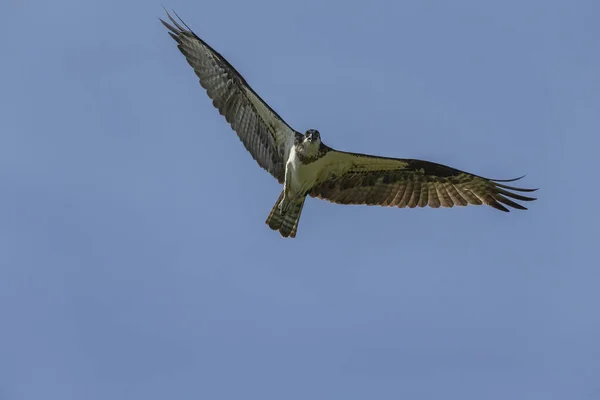 Falco Pescatore Occidentale Volo Scne Naturale Dal Wisconsin — Foto Stock