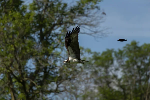 Bird. Western osprey and Red-winged blackbird. Birds of prey  are often chased by small birds.