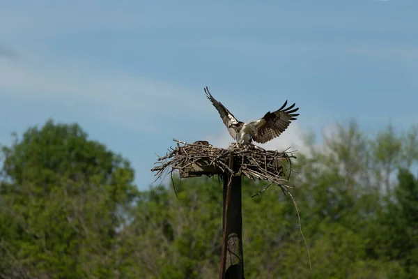 Nyugati Osprey Fészekben Fiatal — Stock Fotó