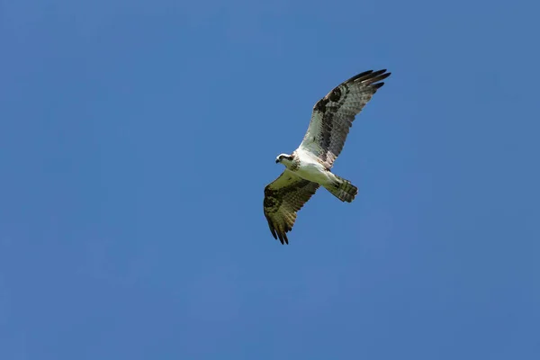 Águila Pescadora Occidental Vuelo Escena Natural Wisconsin — Foto de Stock