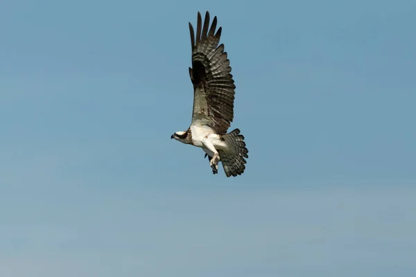 Western Osprey Flight Natural Scne Wisconsin — стокове фото
