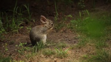 Genç yabani tavşan otlakta