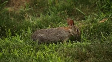 Genç yabani tavşan otlakta