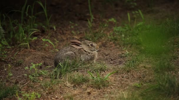 Genç Yabani Tavşan Otlakta — Stok video