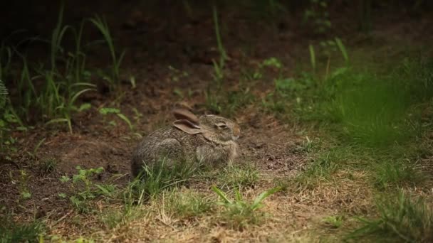 Jonge Wilde Konijnen Grasland — Stockvideo