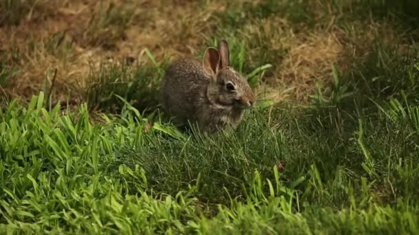 Conejo Salvaje Joven Pasto — Vídeos de Stock