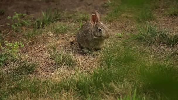 Young Wild Rabbit Pasture — Stock Video