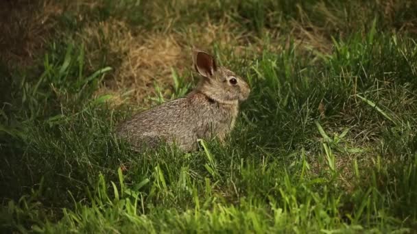 Conejo Salvaje Joven Pasto — Vídeos de Stock