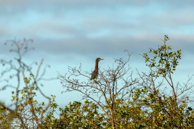 Yeşil balıkçıl. Wisconsin koruma alanından doğal manzara..